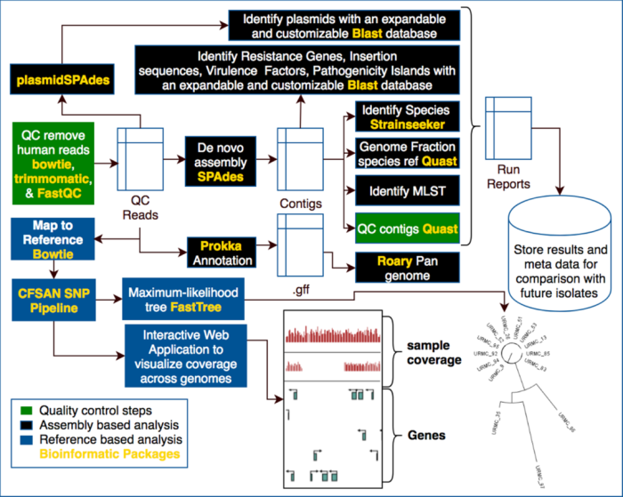 A schema of micro pipeline including all of the bioinformatic software included in the the pipeline.  The pipeline was designed to flexibly perform rapid analysis on a variety of datasets and questions while storing previously analyzed isolates allowing the user to build a local database of isolates discovered in their area. The pipeline consists of two steps written in Python, SQLiite3, and JavaScript. The first step performs quality control on the raw reads (trimmomatic, FastQC) followed by genome assembly (SPAdes) and plasmid assembly (PlasmidSPAdes). Quality of genome assembly is assessed (Quast), genus and species (strainseeker), and MLST of samples are identified. Common phenotyping blast databases are included in the pipeline but custom blast databases can be added making the pipeline relevant to any species or project. To rapidly identify the best species reference the genome coverage is calculated for every sample (Quast). Step two consists of a modified CFSAN SNP Pipeline for reference-based SNP Calling and Phylogenetic Analysis. Modifications include masking SNPs which occur inside phages, mobile elements, and transposons, only include sites where a consensus exists in every sample, to produce a maximum likelihood tree (FastTree), and an interactive web application is produced to visualize the coverage and SNP locations throughout the genome to ensure consistent coverage and no SNP clustering.